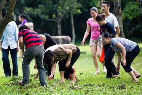 lychee picking tourists shenzhen