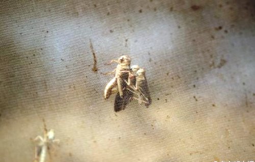 locust farm guangdong jiangmen farmer