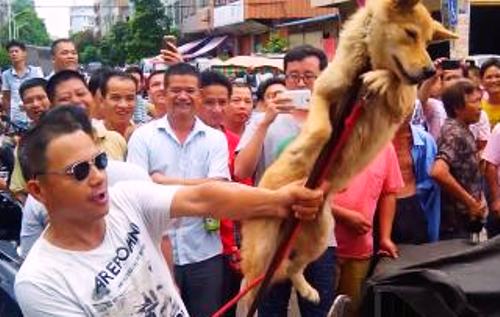 yulin street market dog sellers animal activists