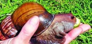 giant african snail fujian fuzhou invasion invasive animal danger public safety