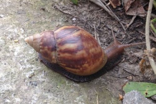 giant african snail fujian 