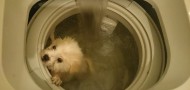 washing machine dog animal abuse hk mainland tensions