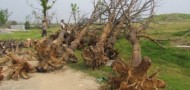 youth olympic games nanjing dead trees