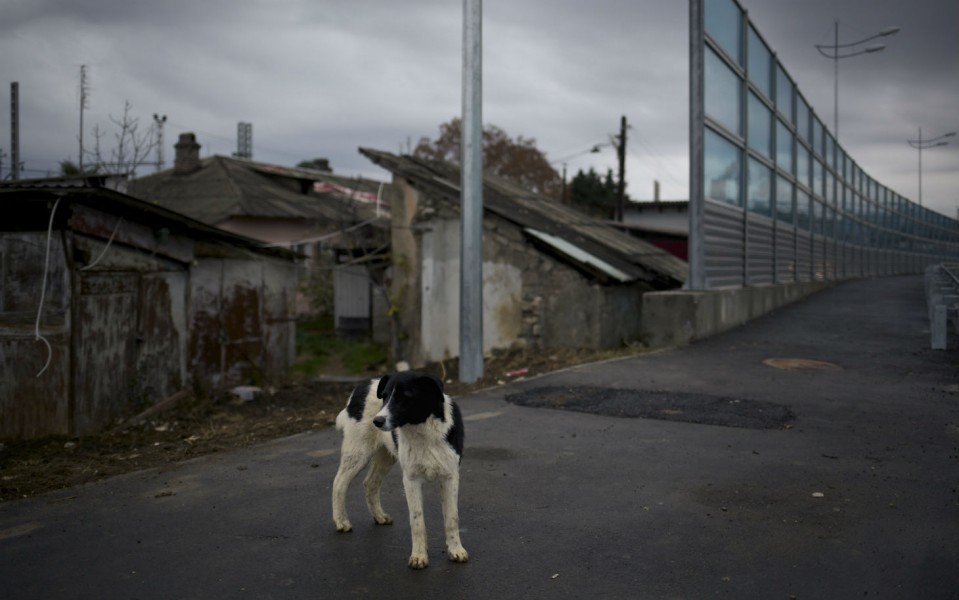 stray_dogs_sochi_020314