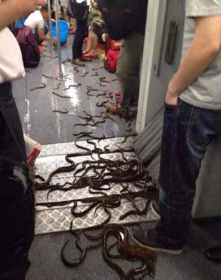 eels subway